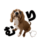 キャバリアのほく 〜子犬の感情編〜（個別スタンプ：34）