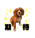 キャバリアのほく 〜子犬の感情編〜（個別スタンプ：40）