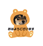 柴犬のごまさんです。（個別スタンプ：1）