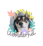 柴犬のごまさんです。（個別スタンプ：2）