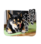柴犬のごまさんです。（個別スタンプ：3）