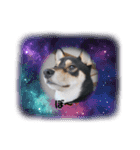 柴犬のごまさんです。（個別スタンプ：4）