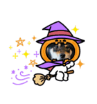 柴犬のごまさんです。（個別スタンプ：5）