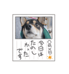 柴犬のごまさんです。（個別スタンプ：6）