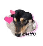 柴犬のごまさんです。（個別スタンプ：7）