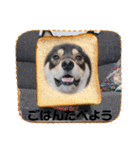 柴犬のごまさんです。（個別スタンプ：8）