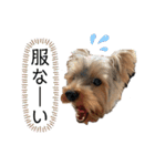 りんスタンプ第1弾（個別スタンプ：14）