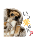 チロん⑤（個別スタンプ：8）