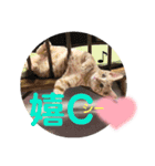 犬猫三昧①②（個別スタンプ：3）
