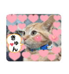 犬猫三昧①②（個別スタンプ：4）
