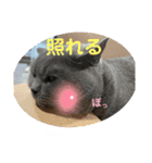 犬猫三昧①②（個別スタンプ：5）