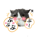 犬猫三昧①②（個別スタンプ：7）