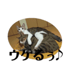 犬猫三昧①②（個別スタンプ：8）