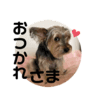 犬猫三昧①②（個別スタンプ：9）