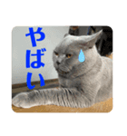 犬猫三昧①②（個別スタンプ：10）