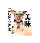 犬猫三昧①②（個別スタンプ：11）
