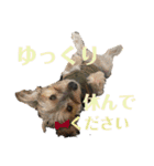 犬猫三昧①②（個別スタンプ：12）