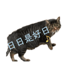 犬猫三昧①②（個別スタンプ：13）