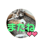 犬猫三昧①②（個別スタンプ：14）