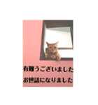 犬猫三昧①②（個別スタンプ：15）