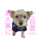 犬猫三昧①②（個別スタンプ：16）