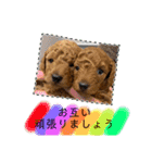 ゆめプーfamily！（個別スタンプ：3）