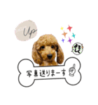 ゆめプーfamily！（個別スタンプ：11）