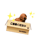 ゆめプーfamily！（個別スタンプ：15）