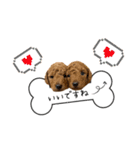 ゆめプーfamily！（個別スタンプ：16）