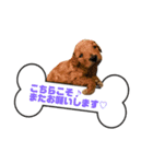 ゆめプーfamily！（個別スタンプ：17）