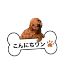 ゆめプーfamily！（個別スタンプ：19）