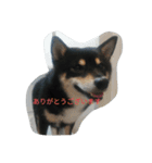 柴犬こじあさ（個別スタンプ：2）