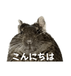 角刈りぐーちゃん2（個別スタンプ：6）