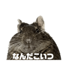角刈りぐーちゃん2（個別スタンプ：13）