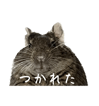 角刈りぐーちゃん2（個別スタンプ：27）