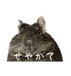 角刈りぐーちゃん2（個別スタンプ：34）
