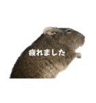 角刈りぐーちゃん2（個別スタンプ：37）