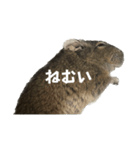 角刈りぐーちゃん2（個別スタンプ：38）