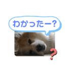 犬たまに猫たまに犬（個別スタンプ：2）