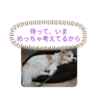 犬たまに猫たまに犬（個別スタンプ：4）