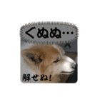 犬たまに猫たまに犬（個別スタンプ：6）