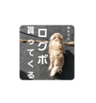 犬たまに猫たまに犬（個別スタンプ：10）