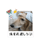 犬たまに猫たまに犬（個別スタンプ：11）