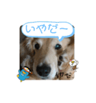 犬たまに猫たまに犬（個別スタンプ：14）