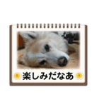 犬たまに猫たまに犬（個別スタンプ：20）