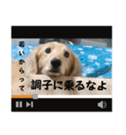 犬たまに猫たまに犬（個別スタンプ：21）