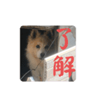 犬たまに猫たまに犬（個別スタンプ：25）