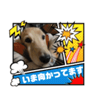 犬たまに猫たまに犬（個別スタンプ：28）