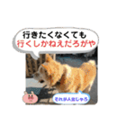 犬たまに猫たまに犬（個別スタンプ：30）