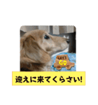 犬たまに猫たまに犬（個別スタンプ：32）